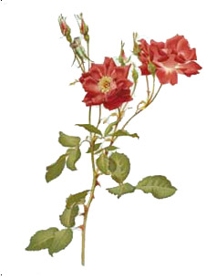 Rosa borbonica