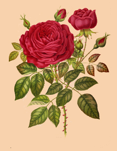 Camille Bernardin