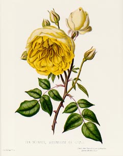 Vicomtesse de Cazes