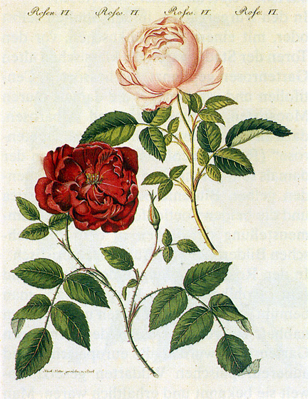 Rosa chinensis semperflorens and Old Blush