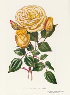 Safrano