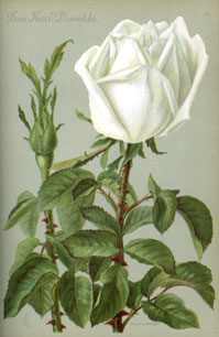 Frau Karl Druschki