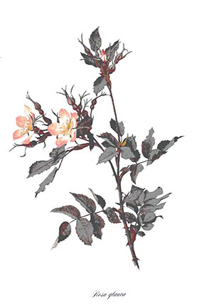 Rosa glauca