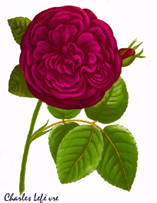 Charles Lefevre