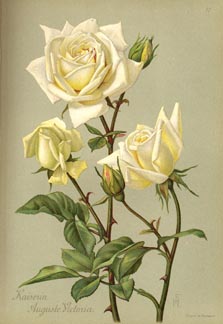 Kaiserin Auguste Viktoria