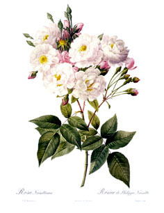R. noisettiana