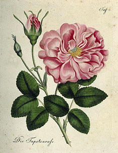 Tapetenrose