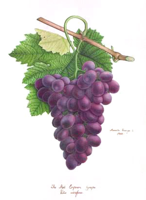 the red emperor grape