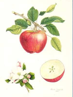 the star king apple