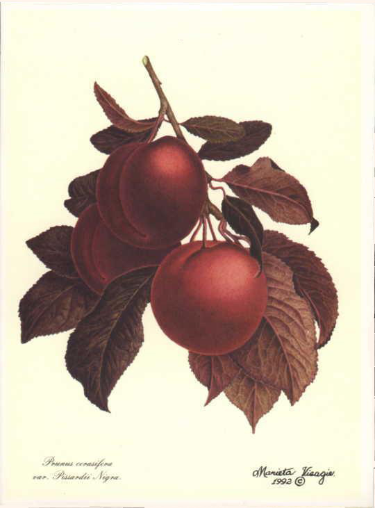 Prunus cerasifera