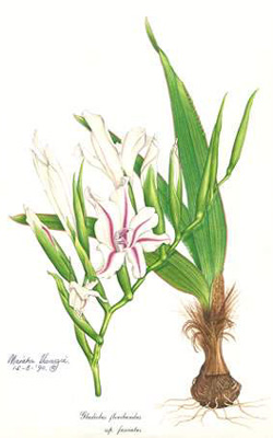 Gladiolus floribundus