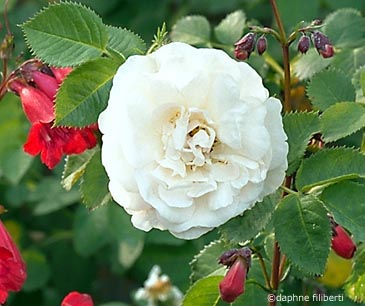 Alba Maxima