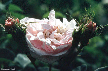 Beaute Virginale