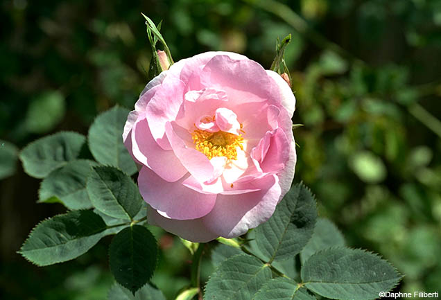 Céleste