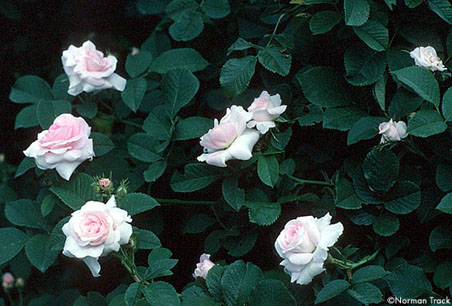Chloris