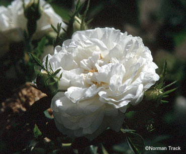 Rose de York