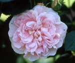 Great Maidens Blush