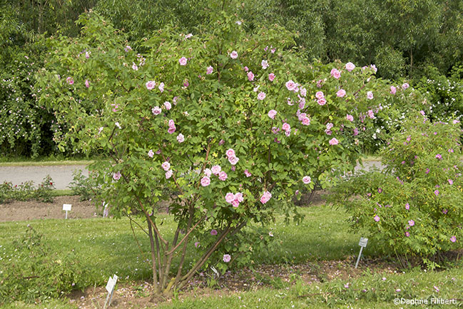 hurdalrose