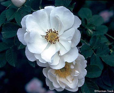 R. x alba semi plena