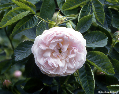 R. x alba Incarnata