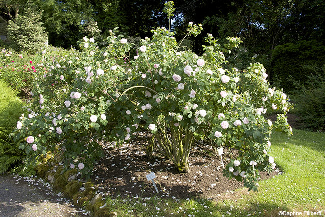 R. x alba Incarnata