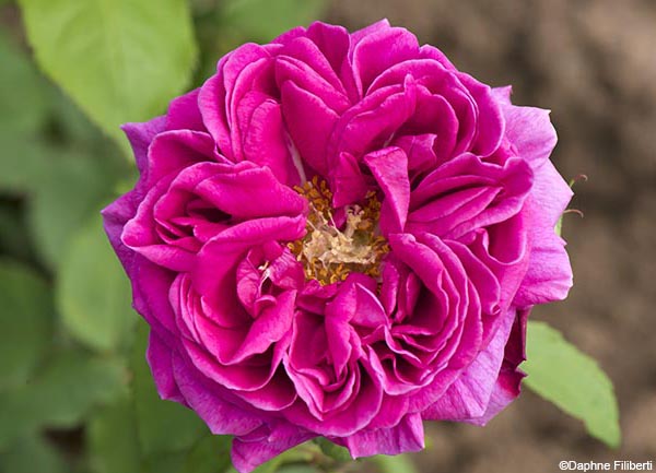 Bouquet de Flore