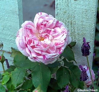 Honorine de Brabant