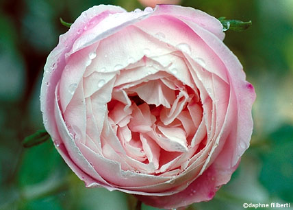 Mme Pierre Oger