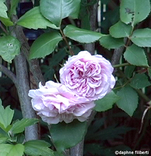 Souvenir de Mme Auguste Charles