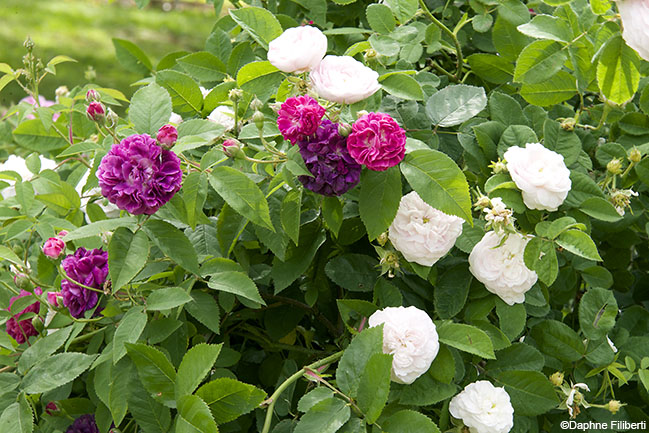 Centifolia a fleurs doubles violettes and Duchesse de Montebello
