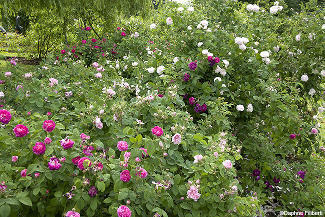 Centifolia a fleurs doubles violettes