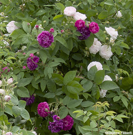 Centifolia a fleurs doubles violettes