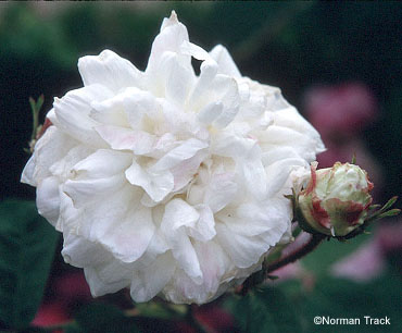 Unique Blanche