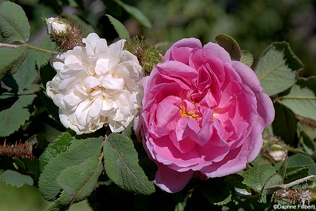 Autumn Damask and Perpetual White Moss