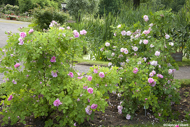 Rose de Puteaux and Celsiana