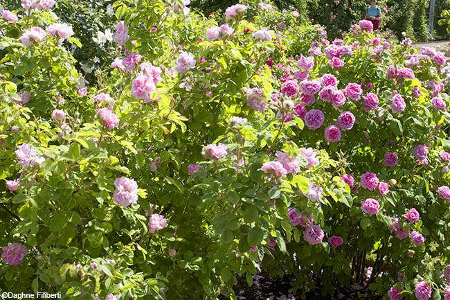 Marie Louise and Rosier de Damas