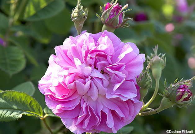 Pink Léda
