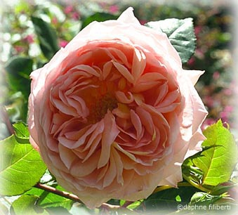Abraham Darby