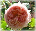 Abraham Darby