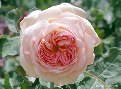A Shropshire Lad