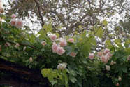 Belle Portugaise