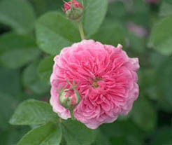 Prolifera de Redoute