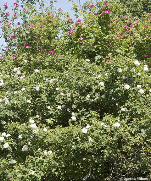 Manning's Blush and Anne of Geierstein