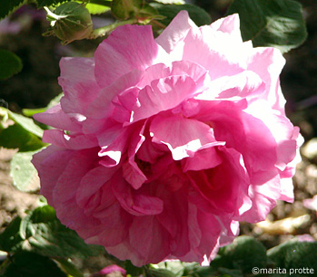 Agatha