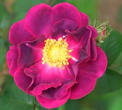 Violacea