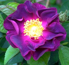 Violacea
