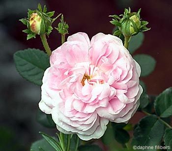 Duchesse de Montebello