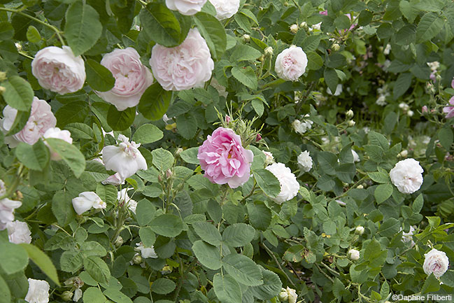 Duchesse de Montebello
