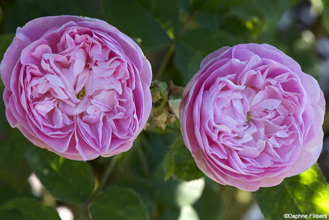 Rose de Schelfhout