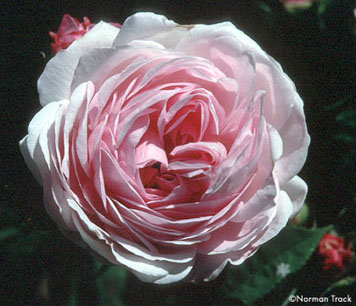 Duchesse d'Angouleme